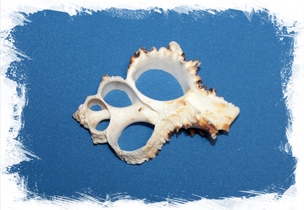 Срез ракушки Мурекс Индивия