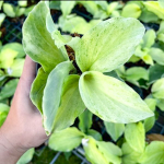 Кемпферия 01 MINTY MINT (Н132)