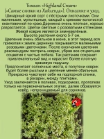 Тимьян Хайленд Крим вариегатный