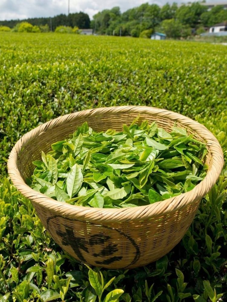 Чай улун Лотос Tra Phu Sy вьетнамский 100 г