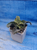Kalanchoe Maltese Cross (Каланхоэ)