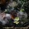 Element Earth - Thyme And Bergamot (25г)