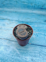 Lithops sp. (Литопсы)