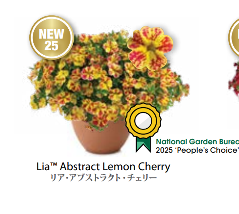 ЕВРО Калибрахоа LIA Abstract Lemon Cherry укоренный черенок середина ноября поставка 1