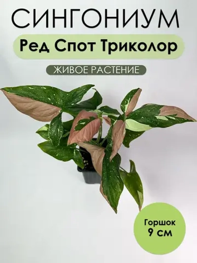 Сингониум Ред Спот Триколор. Живое растение