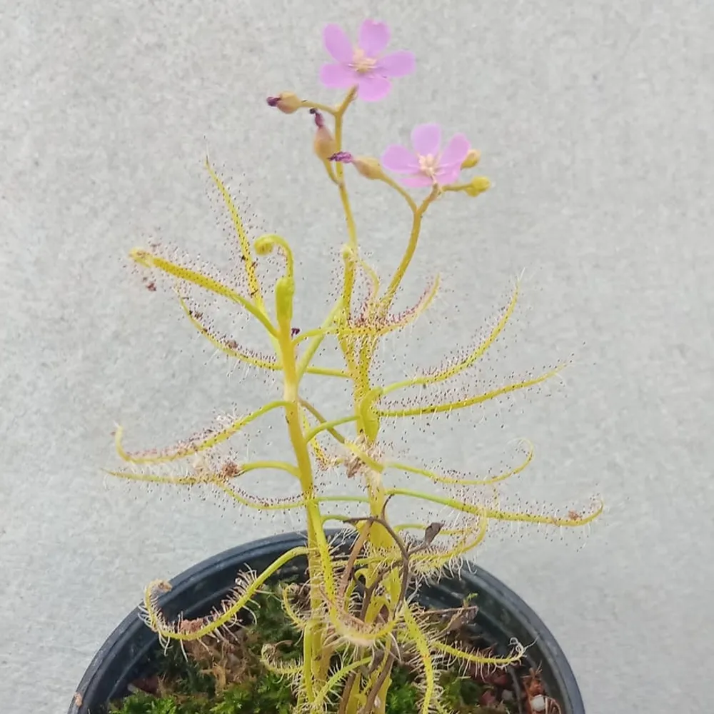 Росянка (Drosera Indica) семена 10+