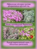 Флокс Вариегата шиловидный пестролистный
