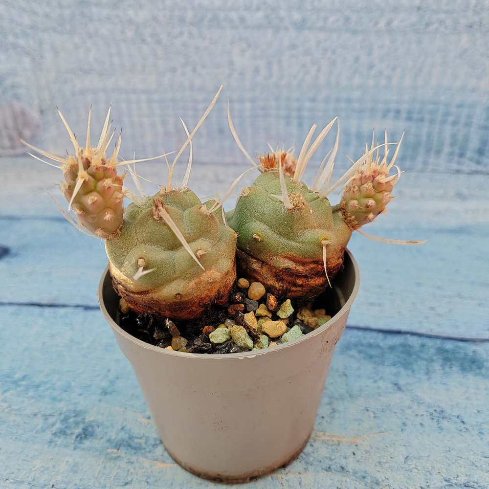 Tephrocactus Articulatus Papyracanthus (Тефрокактус)