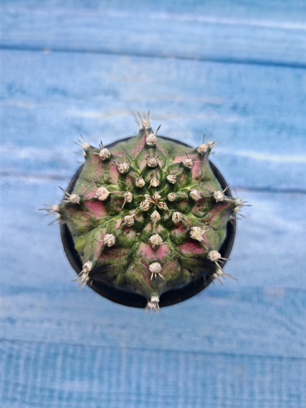 Gymnocalycium T-Rex Pink hybride (Гимнокалициум T-rex)