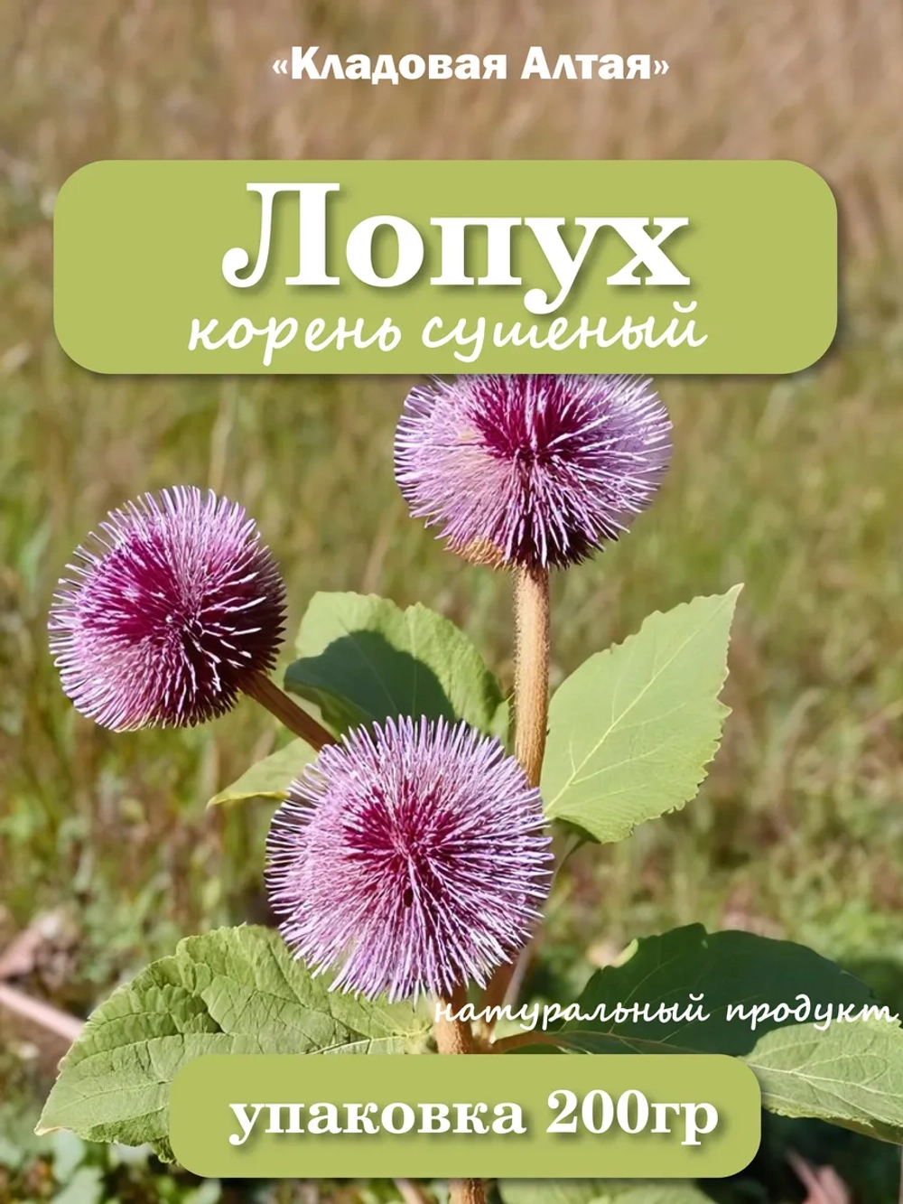 Корень лопуха