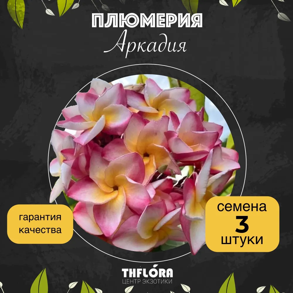 Плюмерия "Аркадия" семена 3 штуки