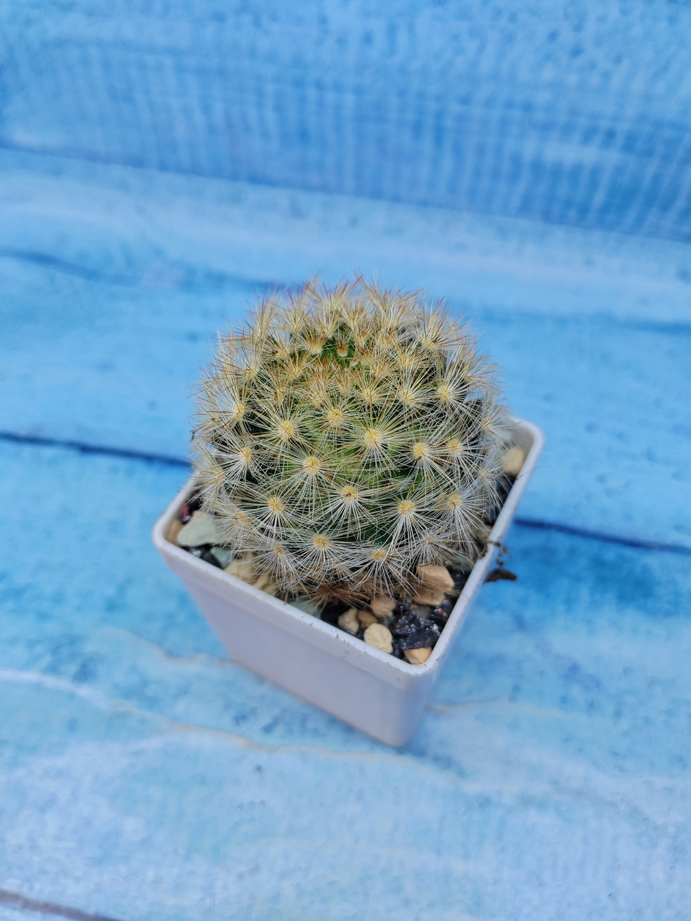 Mammillaria Carmenae (Маммилярия)