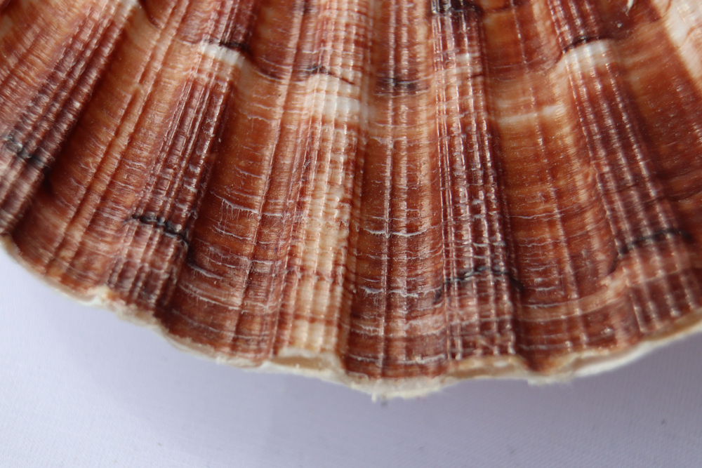 Раковина Пектен Албикан (Pecten albicans) двустворчатая (склеена), 9-12см, 1шт