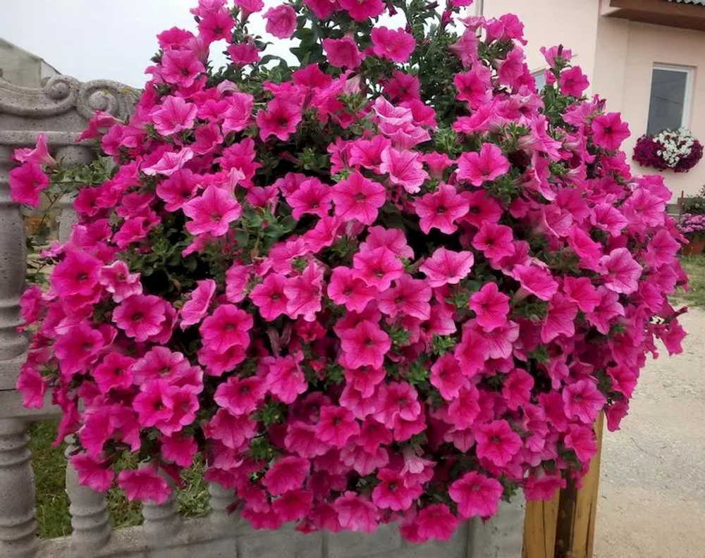 Петуния Petunia Surfinia Hot Pink ЕВРО укорененный черенок ЯНВАРЬ 27 поставка 12