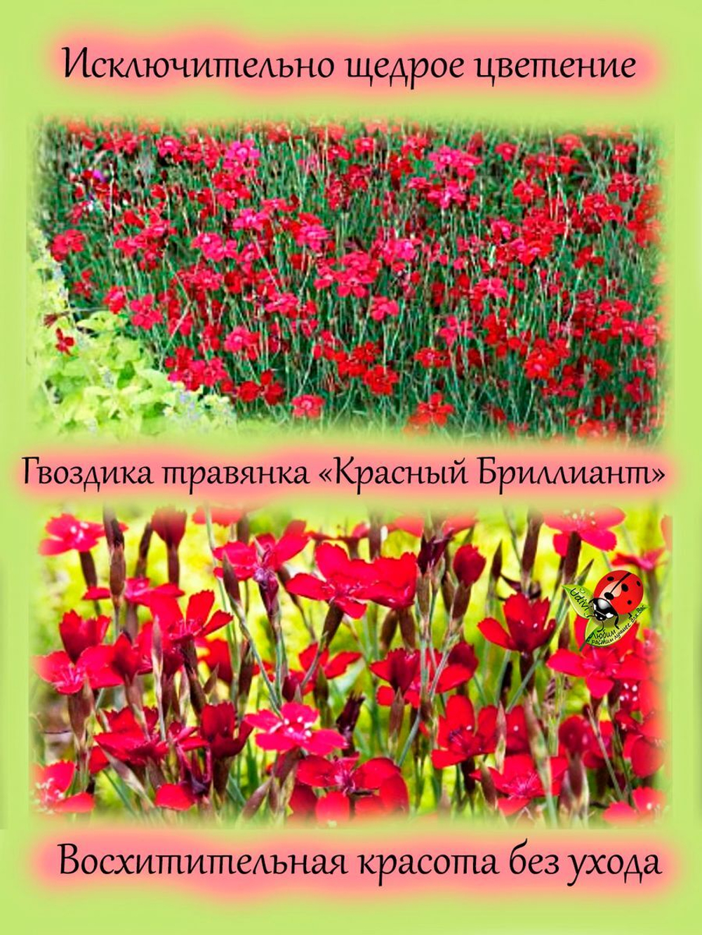 Гвоздика травянка Красный бриллиант многолетник