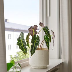 IKEA SANDKÖRSBÄR  (ИКЕА САНДКЁРСБЭР)  -  Кашпо - для дома и улицы/бежевое 19 см