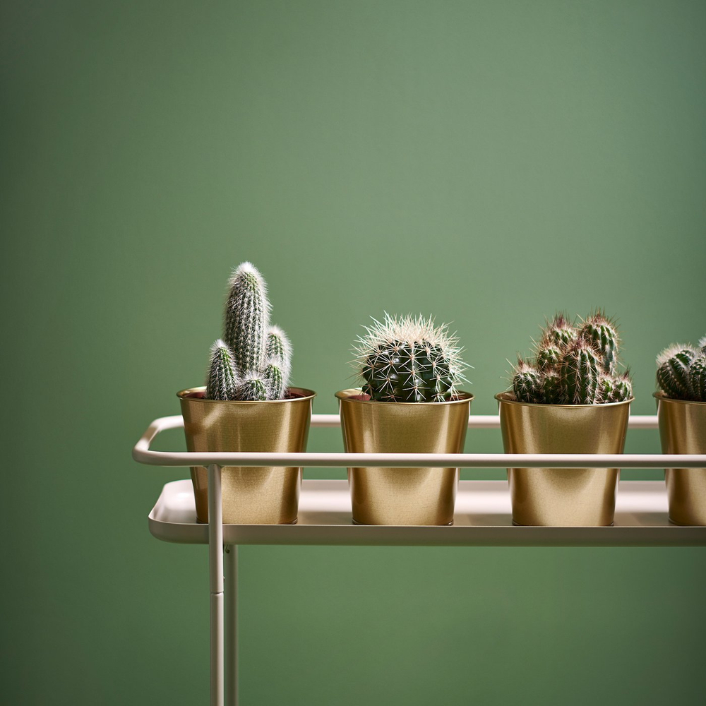 IKEA CACTACEAE  (ИКЕА САСТАСЕАЕ)  -  Растение в горшке - кактус 12 см