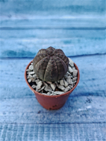 Суккулент Euphorbia Obesa (Эуфорбия)