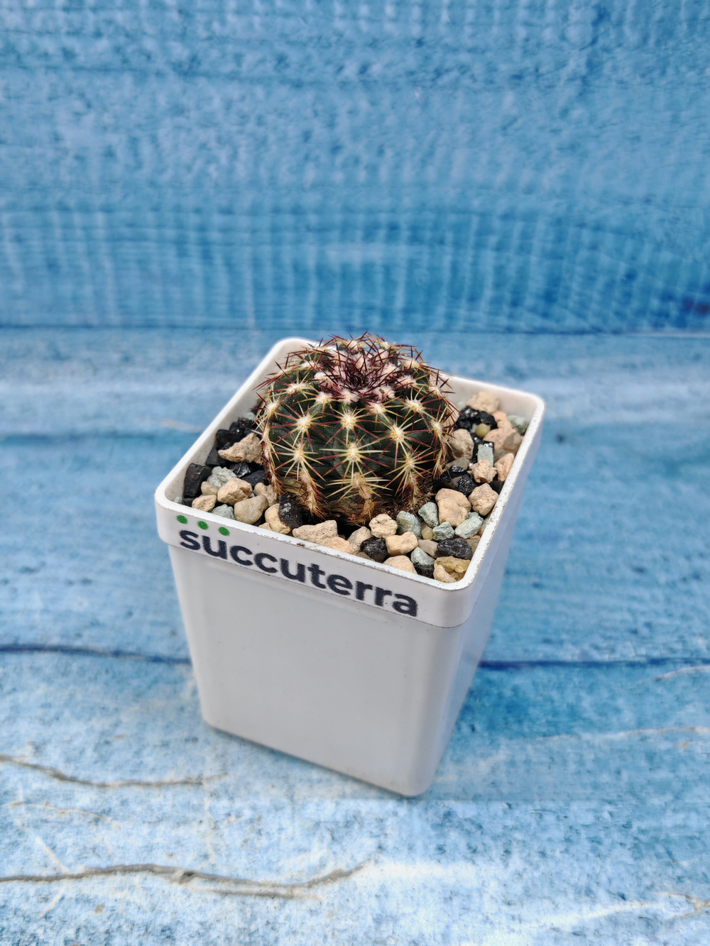 Echinocereus Viridiflorus (Эхиноцереус)