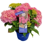 Серфинг сафари Сисайд Пинк (Safari Seaside Pink) р14 Европа весна 2027 г