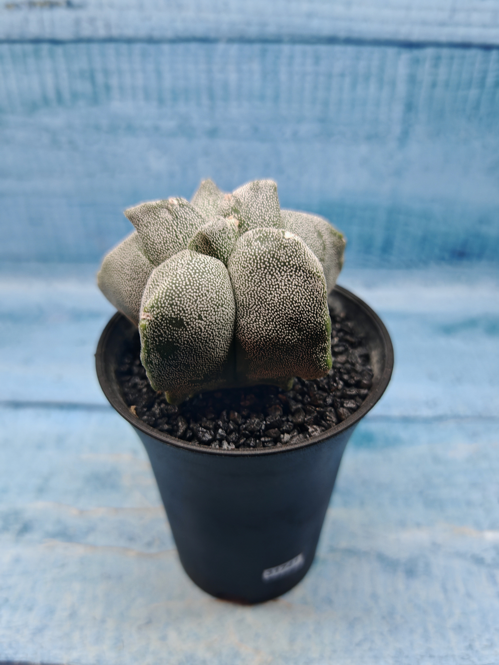 Astrophytum Myriostigma monstrosa (Астрофитум)