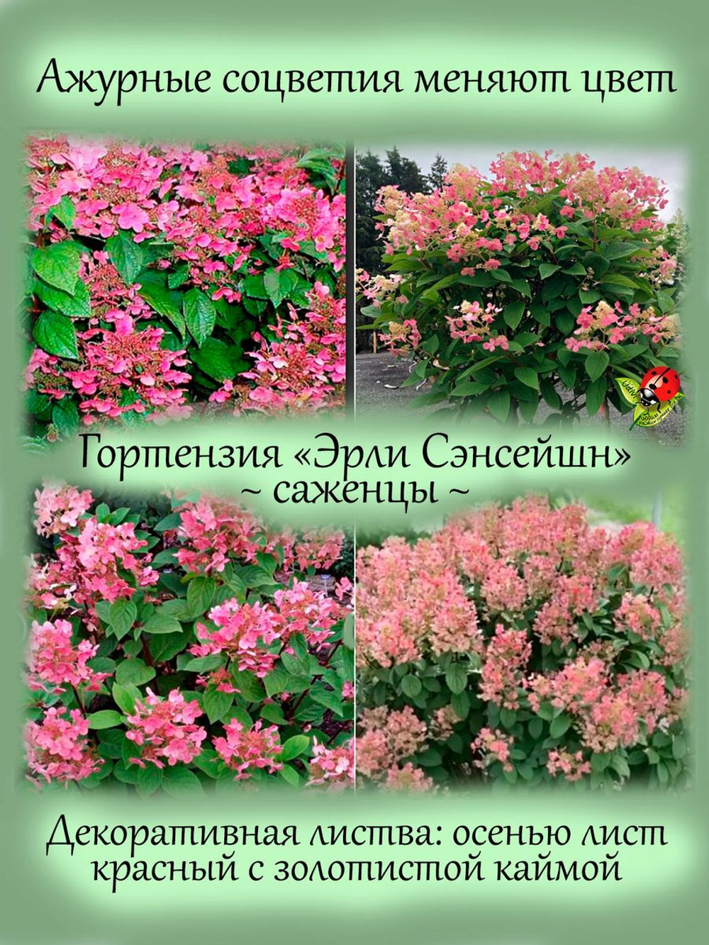 Гортензия Эрли Сенсейшн метельчатая многолетник