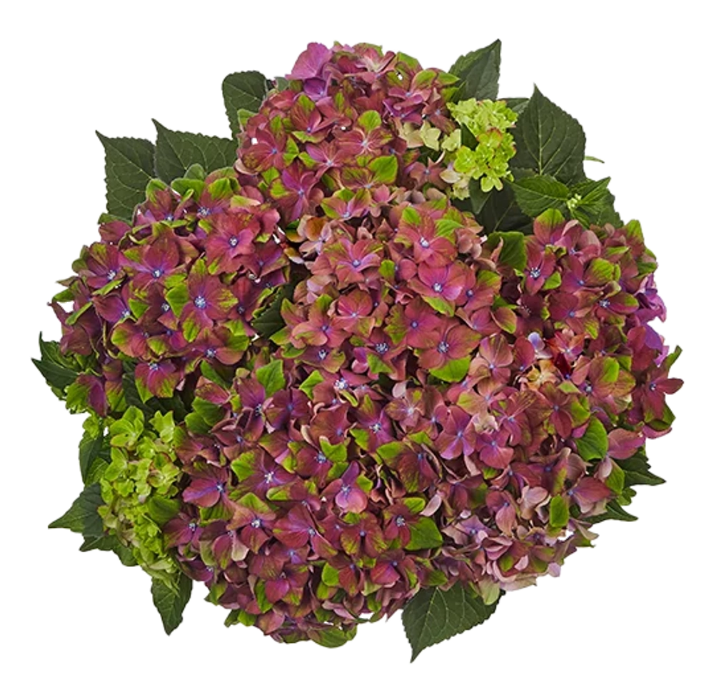 Глоси Липс Парпл (Glossy Lips Purple) р14 Европа весна 2027 г.