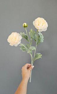 Ранункулюс