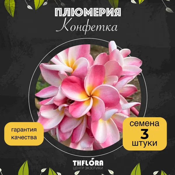 Плюмерия "Конфетка" — семена, 3 шт.