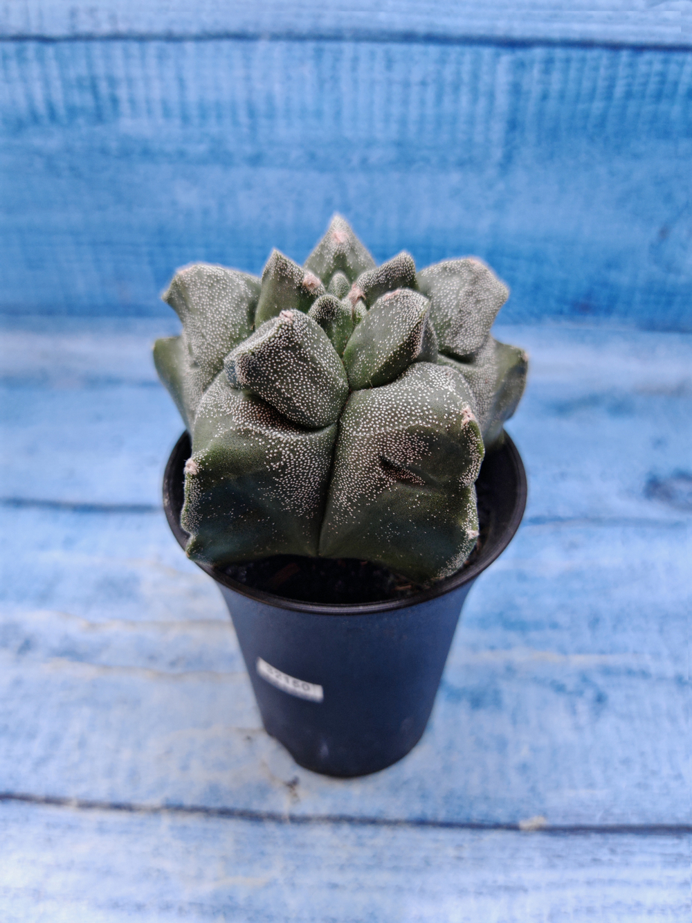 Astrophytum Myriostigma monstrosa (Астрофитум)