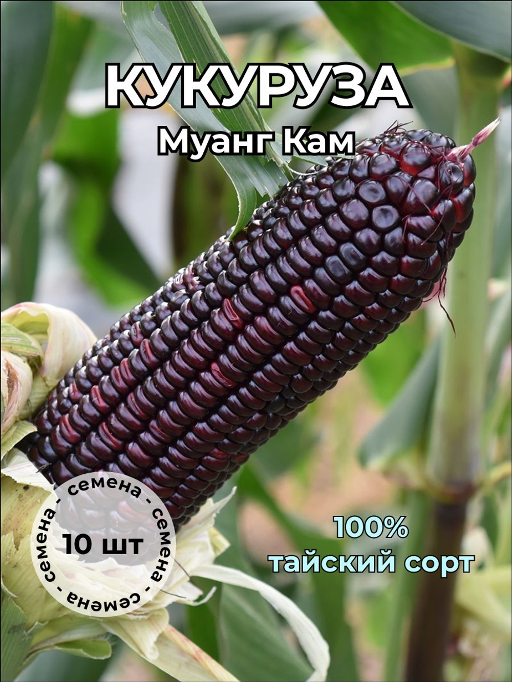 Кукуруза клейкая Муанг Кам семена 10 штук