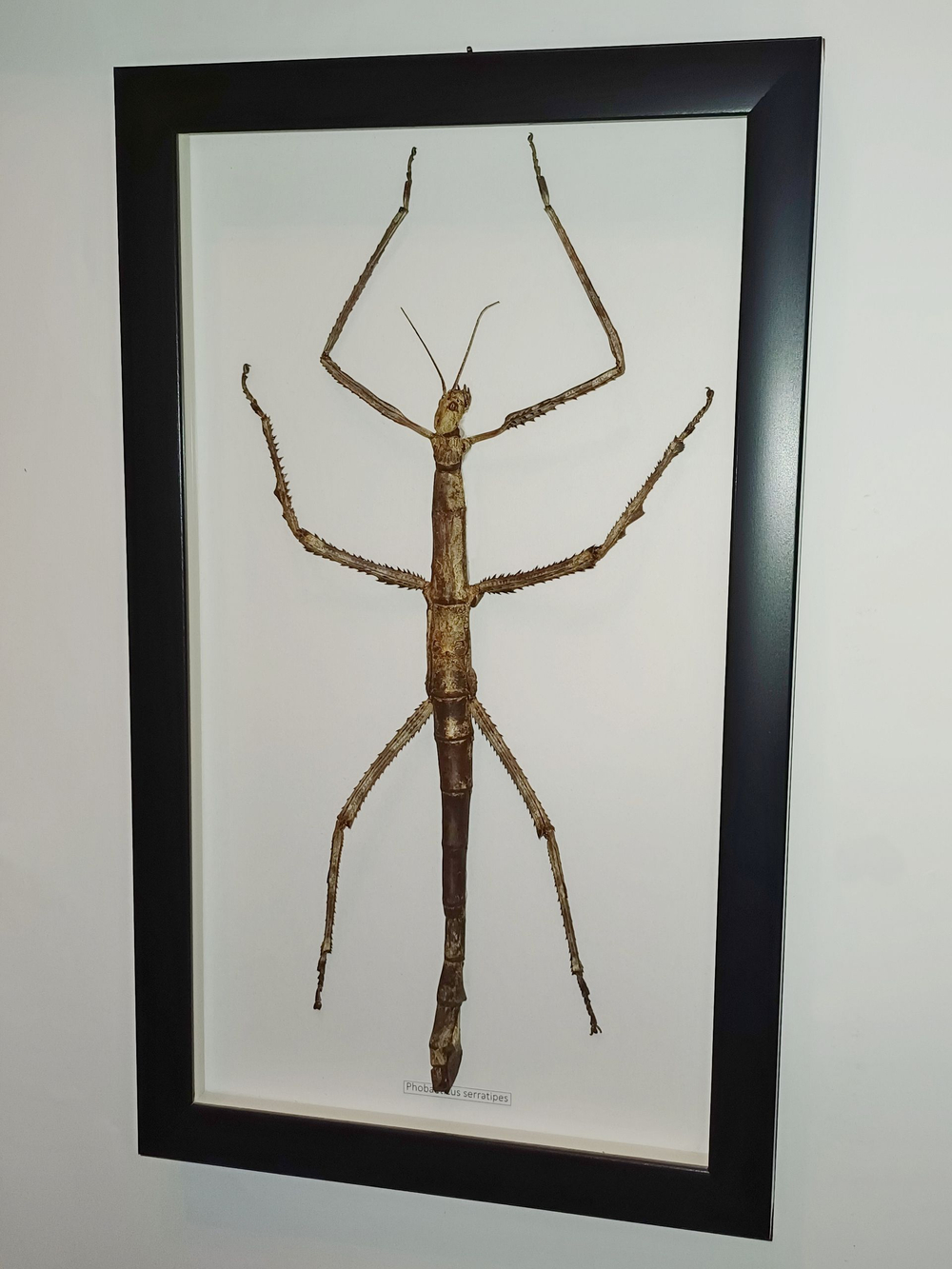 Палочник гигантский в рамке