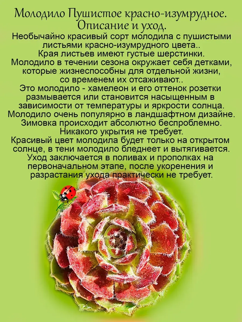 Молодило Пушистое красно-изумрудное