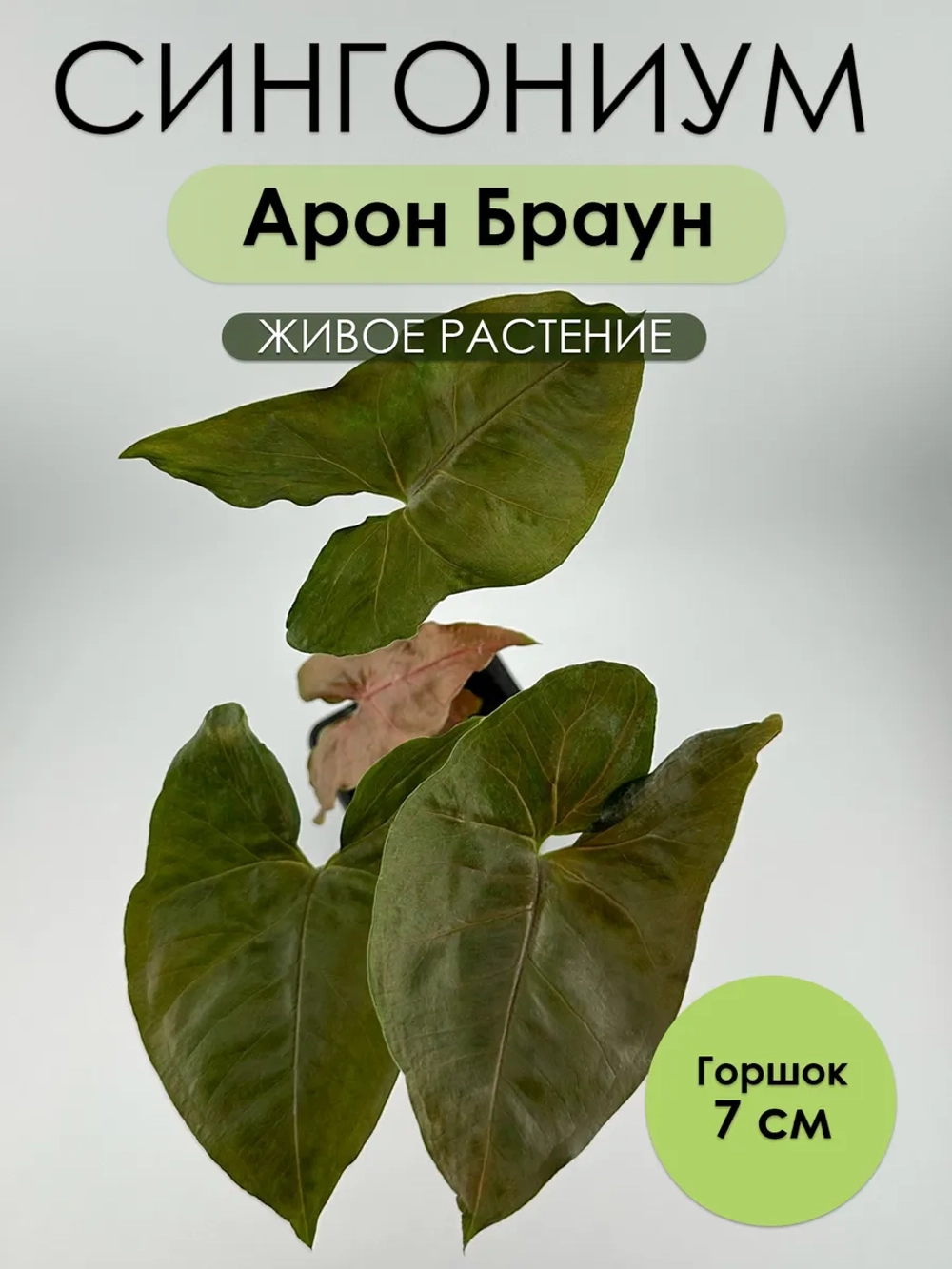 Сингониум Арон Браун