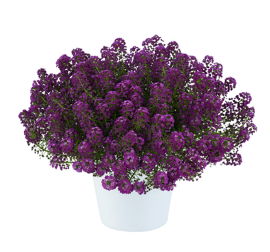 2419 Алиссум STREAM COMPACT Purple (Весна 2026)
