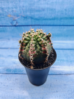 Gymnocalycium T-Rex Pink hybride (Гимнокалициум T-rex)
