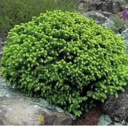 Ель "Acrocona Aureospicata"