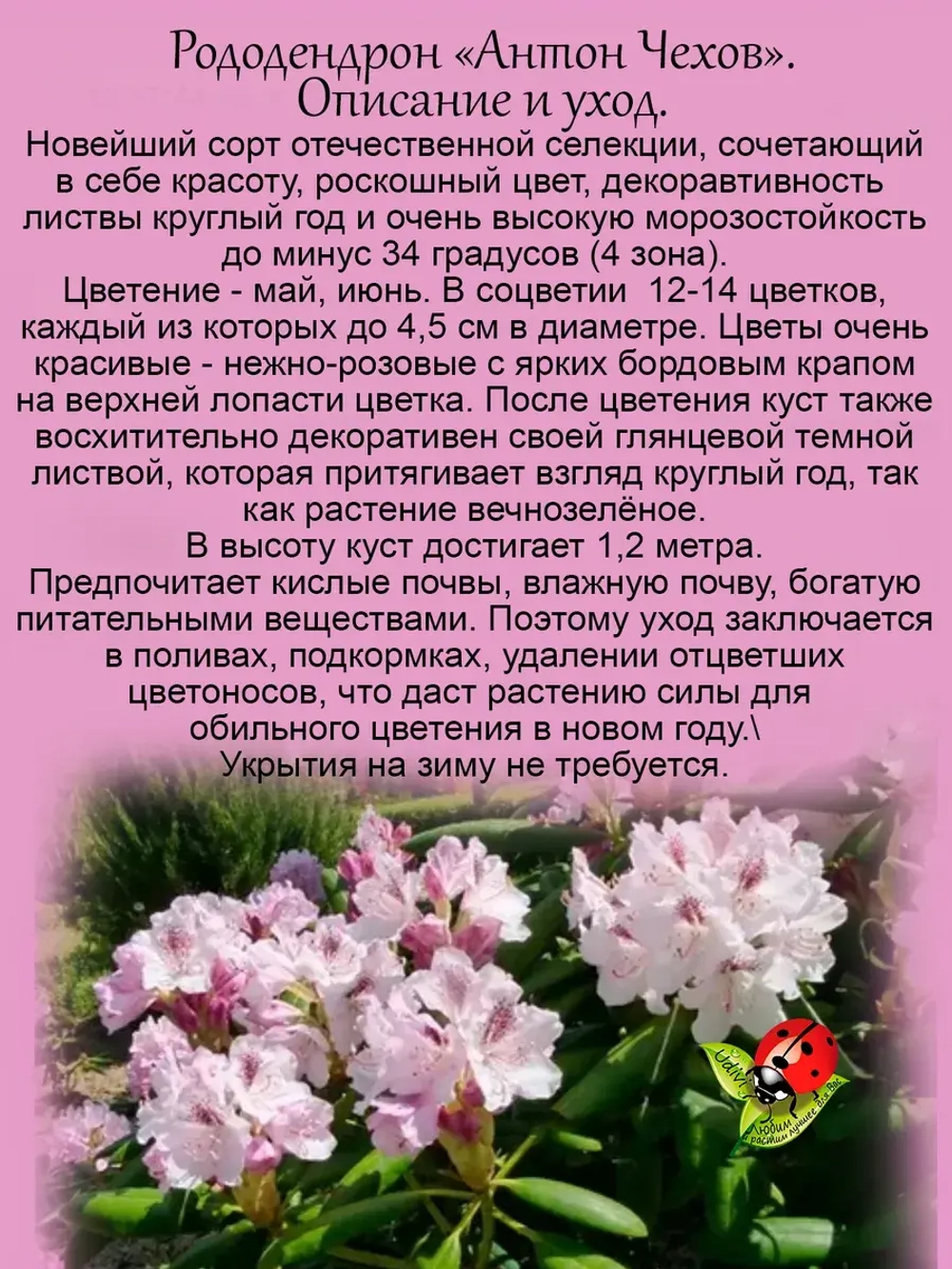 Рододендрон Антон Чехов морозостойкий