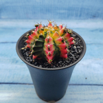 Gymnocalycium Variegata (Гимнокалициум Вариегатный)