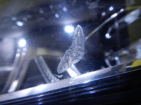 DSCN2799.JPG
