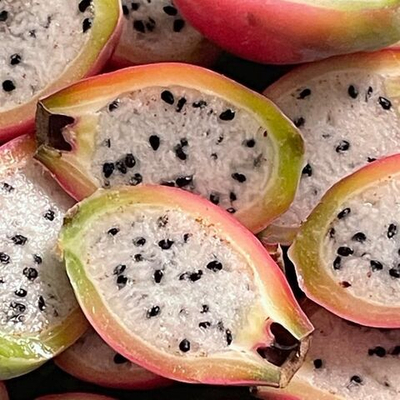 Цереус Хильдманна (Cereus hildmannianus) семена 5 штук
