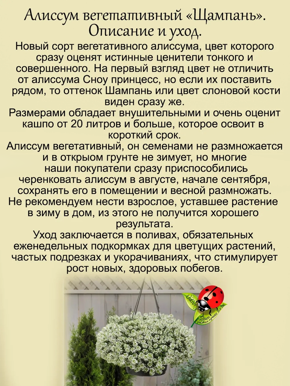 Алиссум вегетативный Шампань