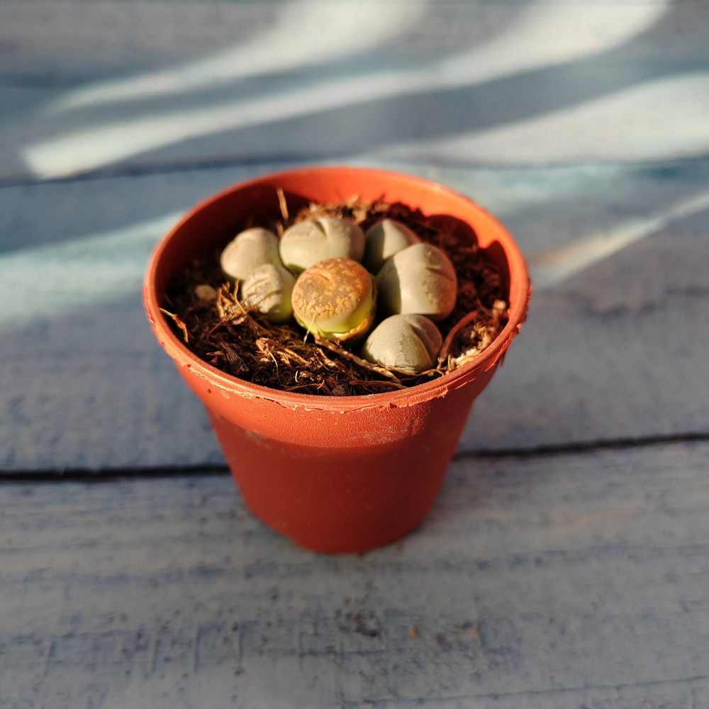 Lithops sp. (Литопсы)