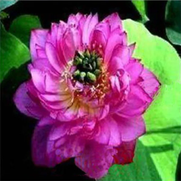 Лотос орехоносный Mauve Jade семена 2 шт