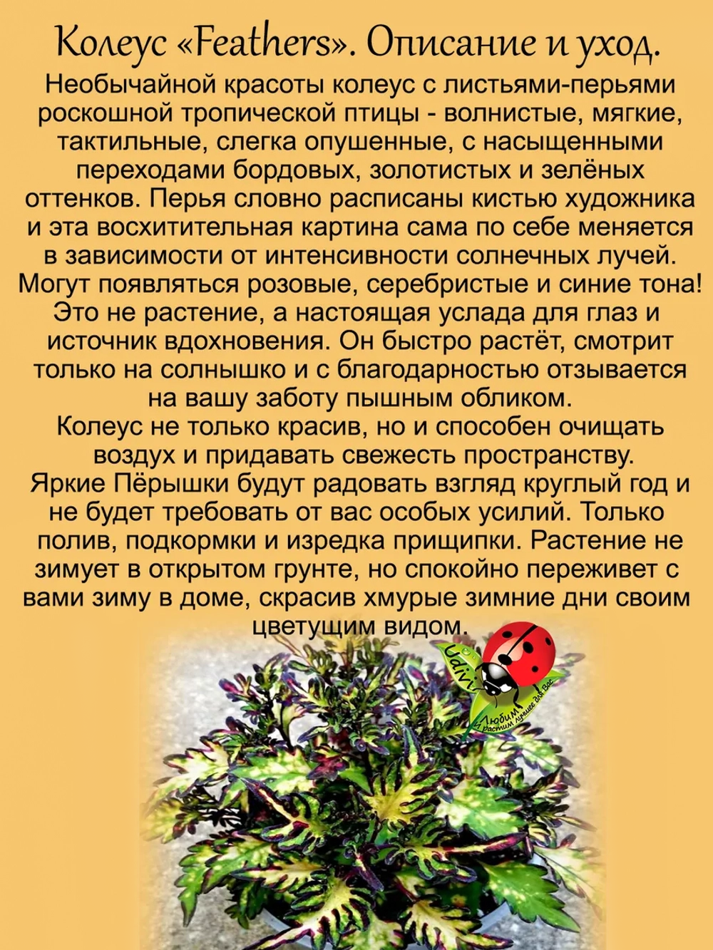 Колеус Пёрышки
