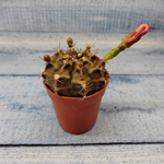 Gymnocalycium Friedrichii (Гимнокалициум)