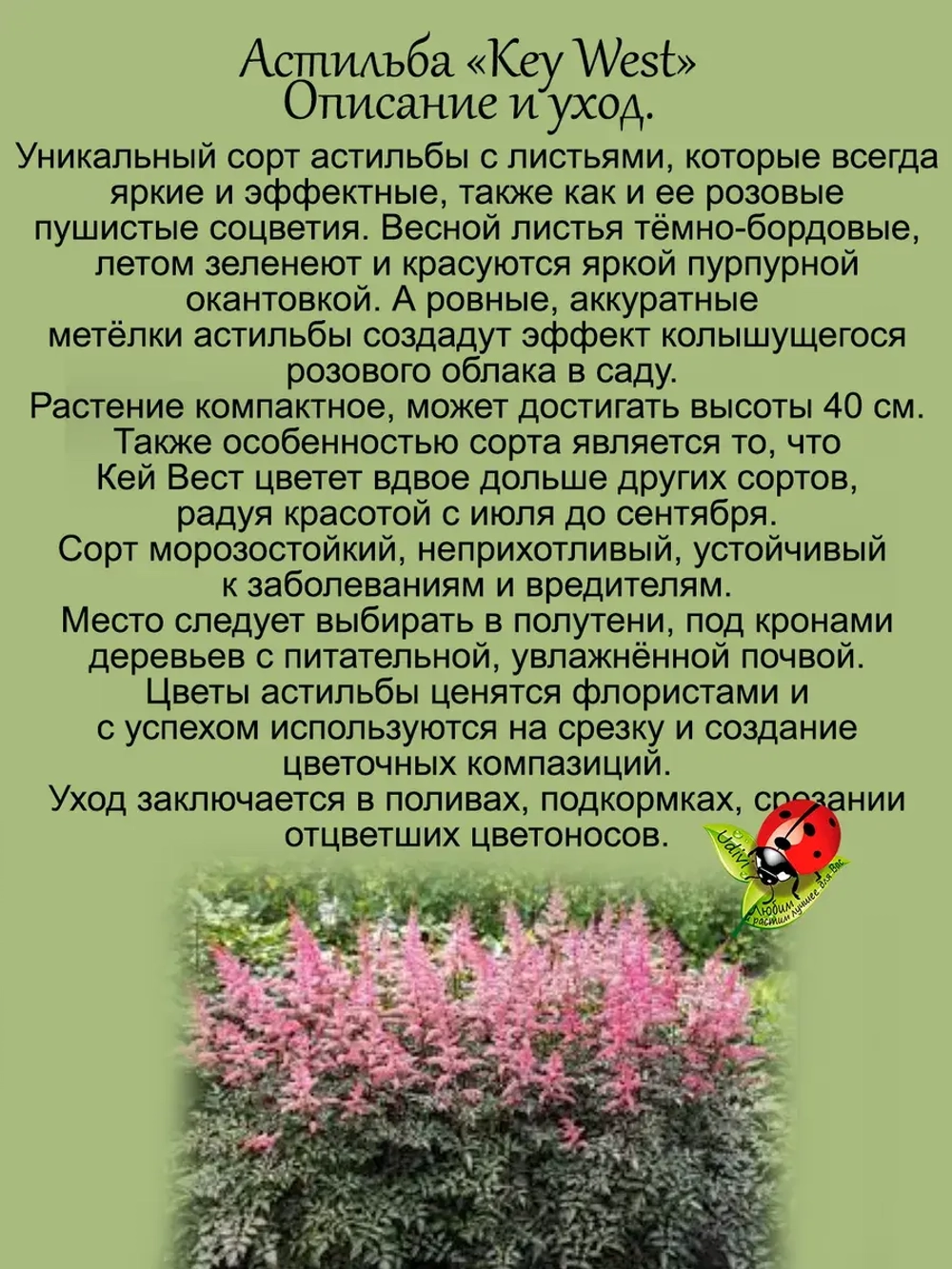 Астильба Кей Вест темнолистная