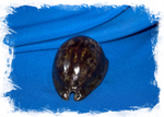 Cypraea stercoraria