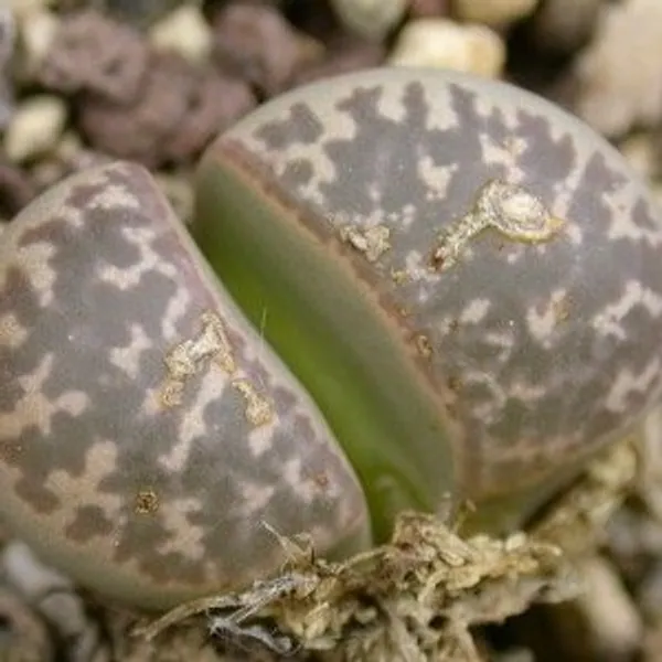 Литопс (C304 Lithops naureeniae) живые камни семена