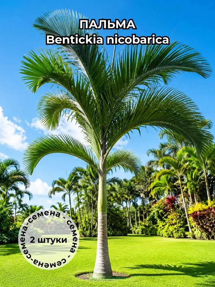 Пальма Bentinckia nicobarica семена 2 штуки
